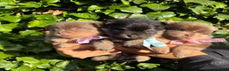 Pomeranian dogs for sale: KC micro Russian bloodlines Pomeranian puppies - Advert 1