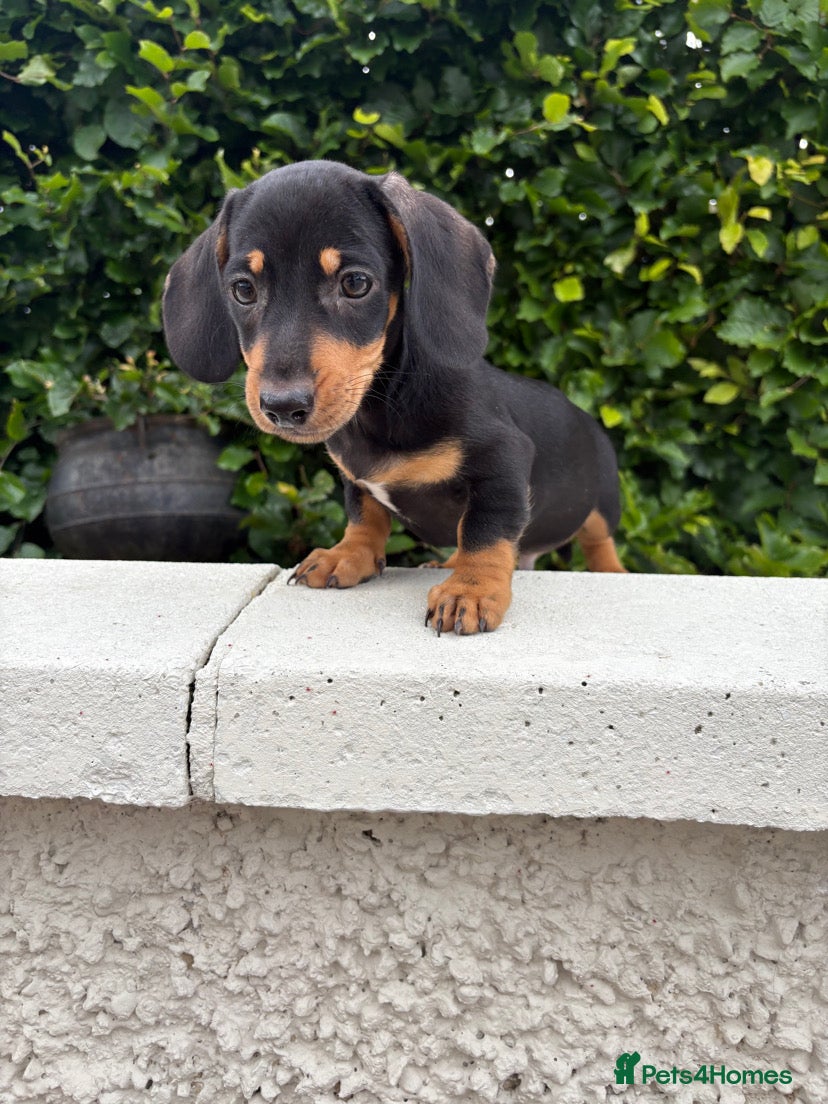 Dachshund dogs Dachshund pups - Advert 1