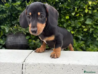 Dachshund dogs Dachshund pups - Advert 1