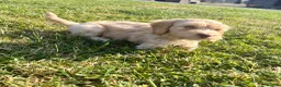 Cockapoo dogs for sale: Gorgeous F1 Cockapoo Puppies 🩷 - Advert 5