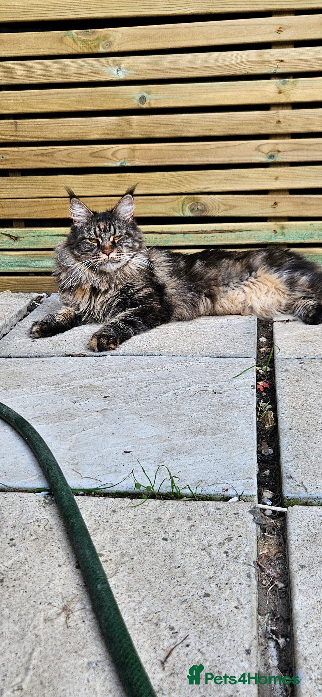 Maine Coon cats for sale: Stunning purebred. Maine coon cat  - Image 3