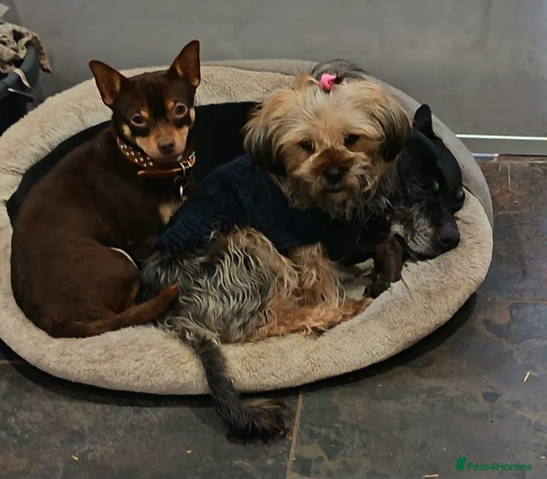 Chorkie dogs for sale: Beautiful litter of chorki's  - Advert 1