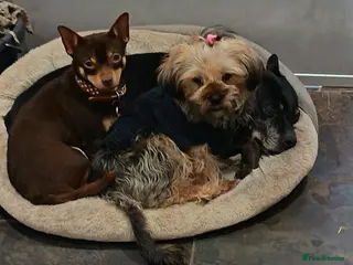 Chorkie dogs Beautiful litter of chorki's - Advert 2