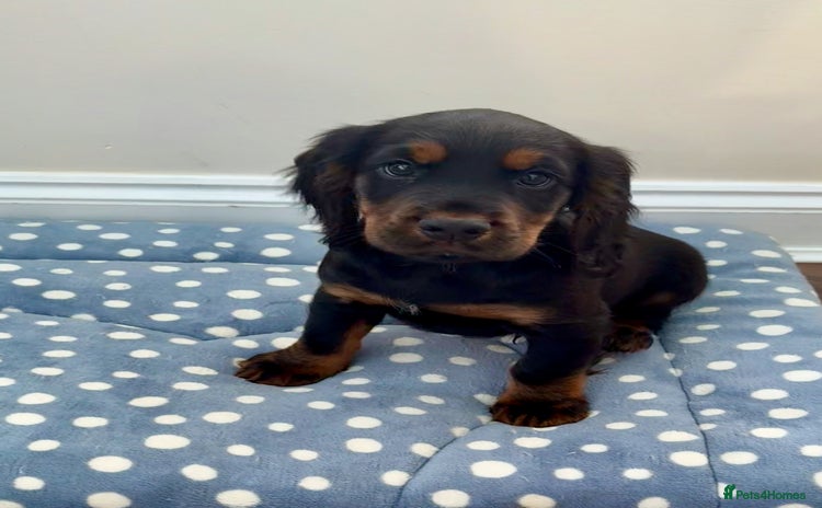 Cocker Spaniel dogs - Advert 1