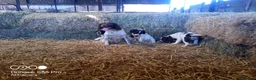 English Springer Spaniel dogs for sale: Springer spaniel pubs  in Tarporley - Advert 3