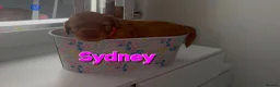 Cockapoo dogs for sale: COCKAPOO PUPPIES LOOKING FOR A HOME  - Advert 16