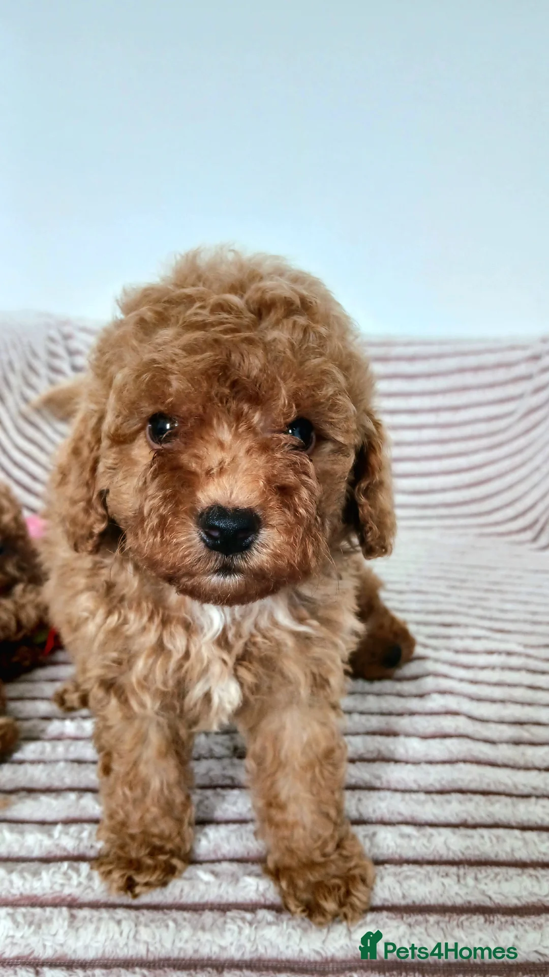 Maltipoo dogs for sale: 🐶 Beautiful F1B Maltipoo Puppies Available 🐶 in Blackburn - Advert 1