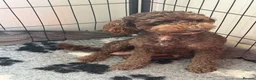 Cavapoo dogs for sale: Stunning Choc & Tan Cavapoo’s  - Advert 4