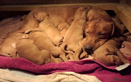 Mixed Breed dogs for sale: Vizla Labrador Puppies - Image 7