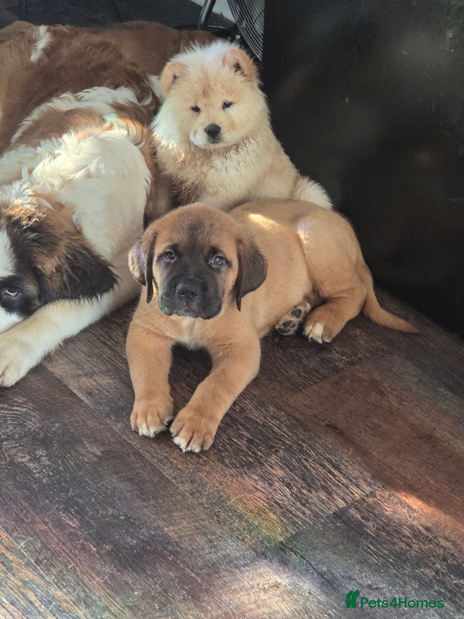 Saint Bernard dogs REDUCED Saint de bordeaux 1 puppy left  left  - Advert 2