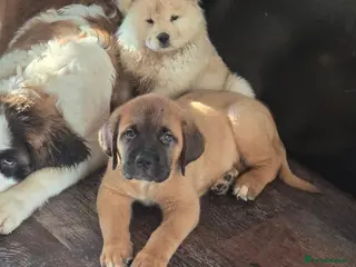 Saint Bernard dogs REDUCED Saint de bordeaux 1 puppy left left - Advert 2