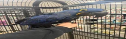 Macaws birds for sale: ⭐️ Stunning baby handreared Hyacinth Macaw ⭐️ - Advert 7
