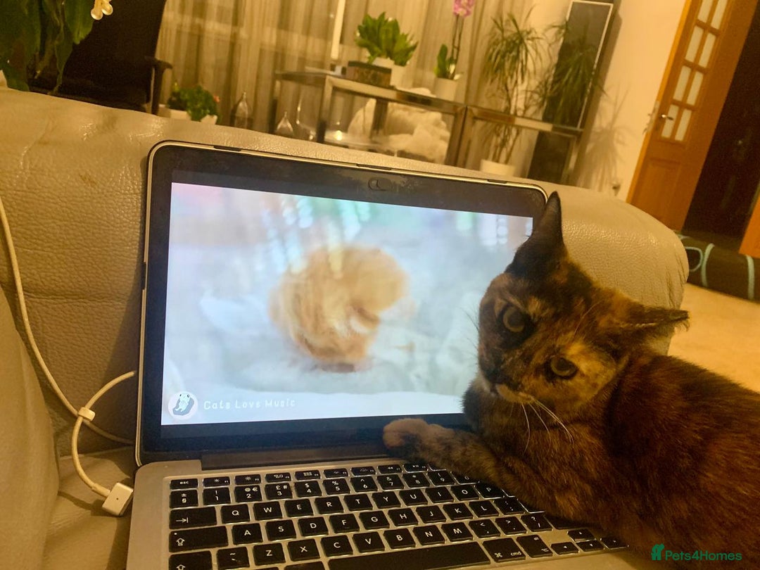 Mixed Breed cats for adoption: LOTTI - TORTOISHELL GIRL VERY AFFECTIONATE SPAYED - Advert 6