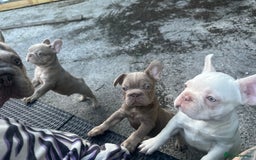 French Bulldog dogs for sale: 2 French bulldog pups.  1 boy & 1 girl.  - Image 27