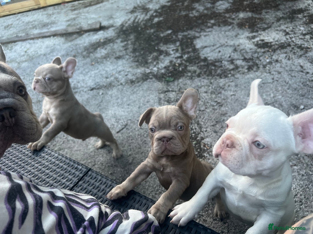 French Bulldog dogs for sale: 2 French bulldog pups.  1 boy & 1 girl.  - Image 27