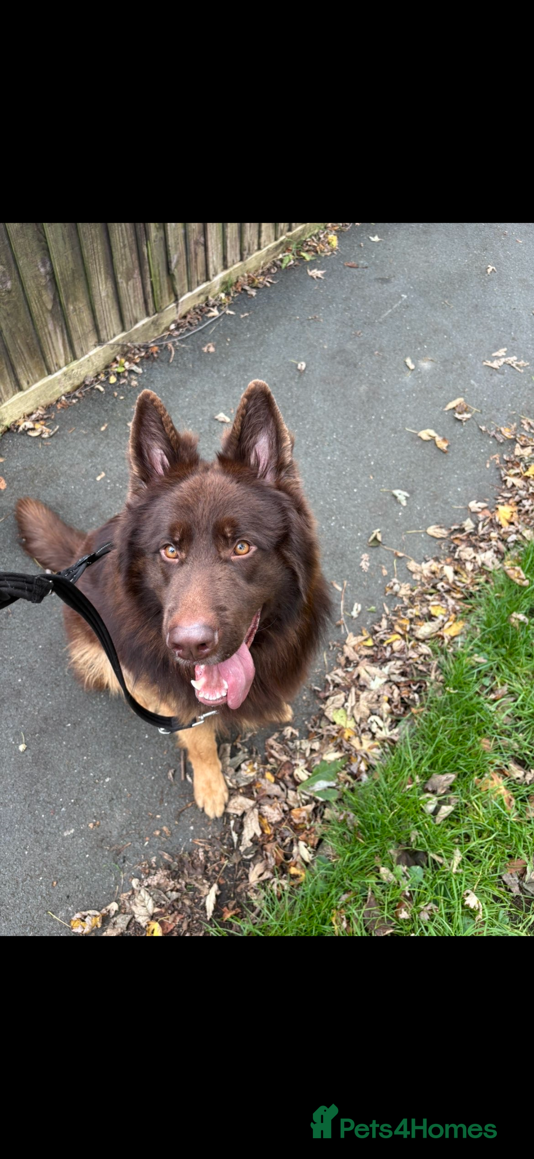 German Shepherd dogs for sale: Pedigree German Shepherd Puppies - Advert 17