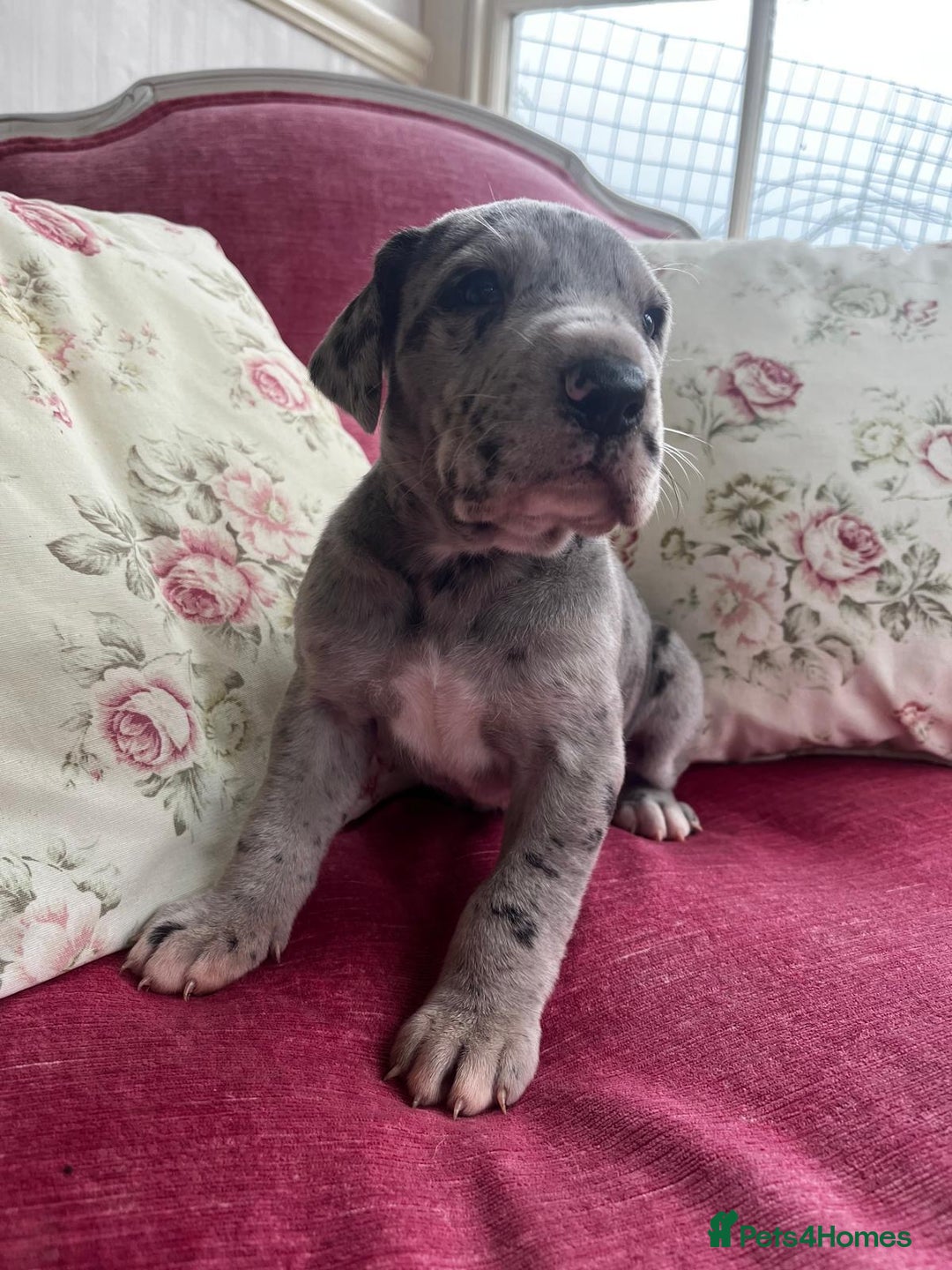 Great Dane dogs for sale: GREATEST DANE PUPS - KC Reg  - Advert 22