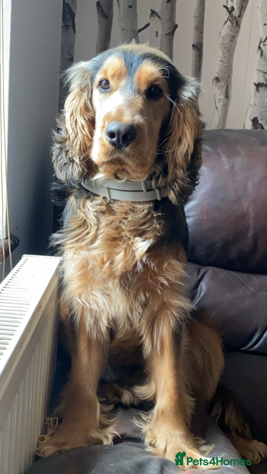 Cocker Spaniel dogs for stud: Show type Cocker Spaniel for Stud - Advert 2