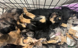 Mixed Breed dogs for sale: Mixed breed puppies READY TO GO! - Image 17