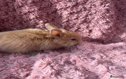 Lionhead rabbits for sale: Lionhead bunnies - Image 18