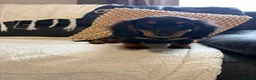 Miniature Dachshund dogs for sale: Last Female miniature longhaired PRA clear - Advert 6