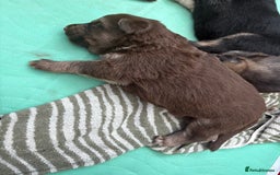German Shepherd dogs for sale: Only 3 left. KC registered German Shepherd puppies - Image 5