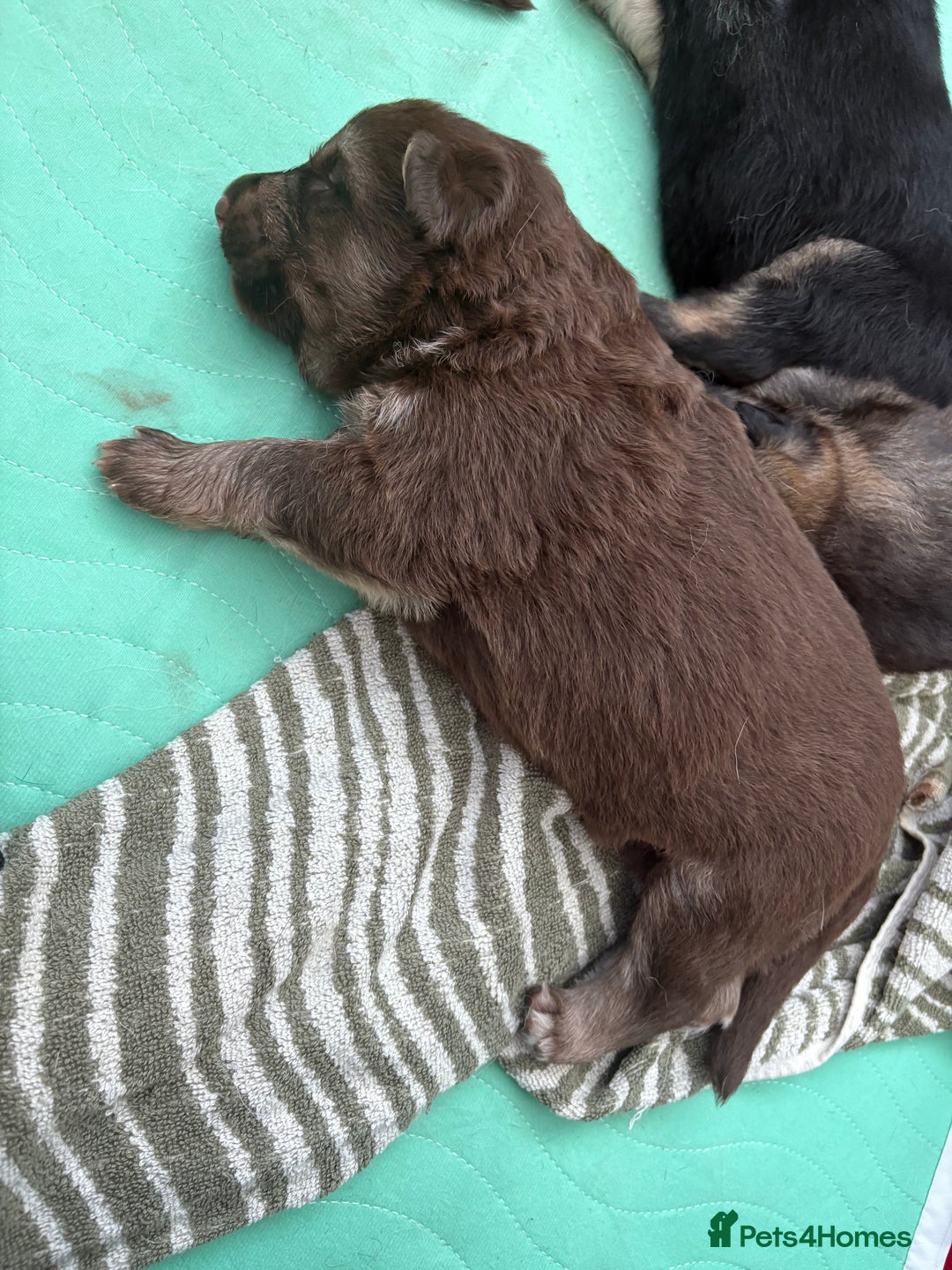 German Shepherd dogs for sale: Only 3 left. KC registered German Shepherd puppies - Image 5