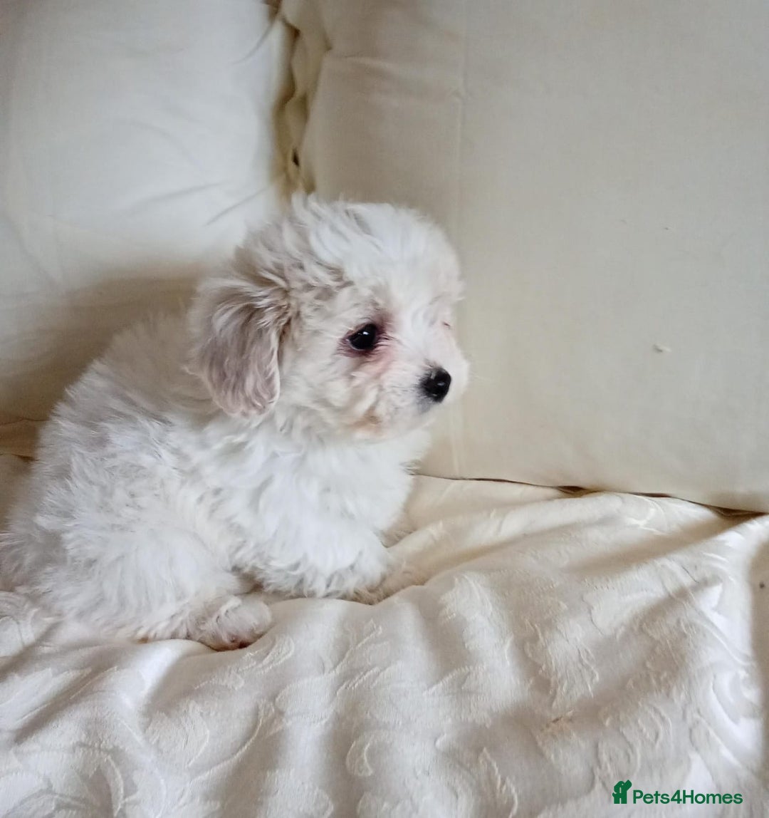 Maltipoo dogs for sale: Maltipoo puppies  - Advert 3