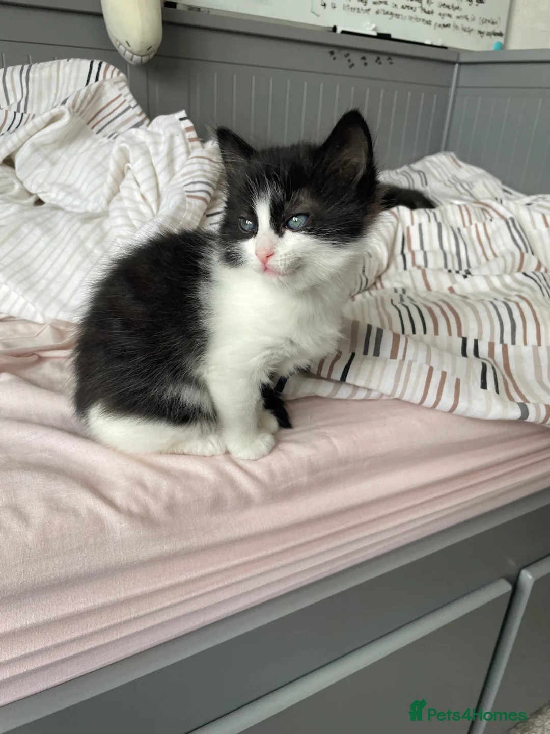 Mixed Breed cats for sale: Fluffy kitten mix with mothers in Edgware - Advert 1