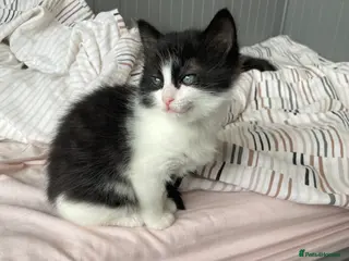 Mixed Breed cats Fluffy kitten mix with mothers - Advert 1