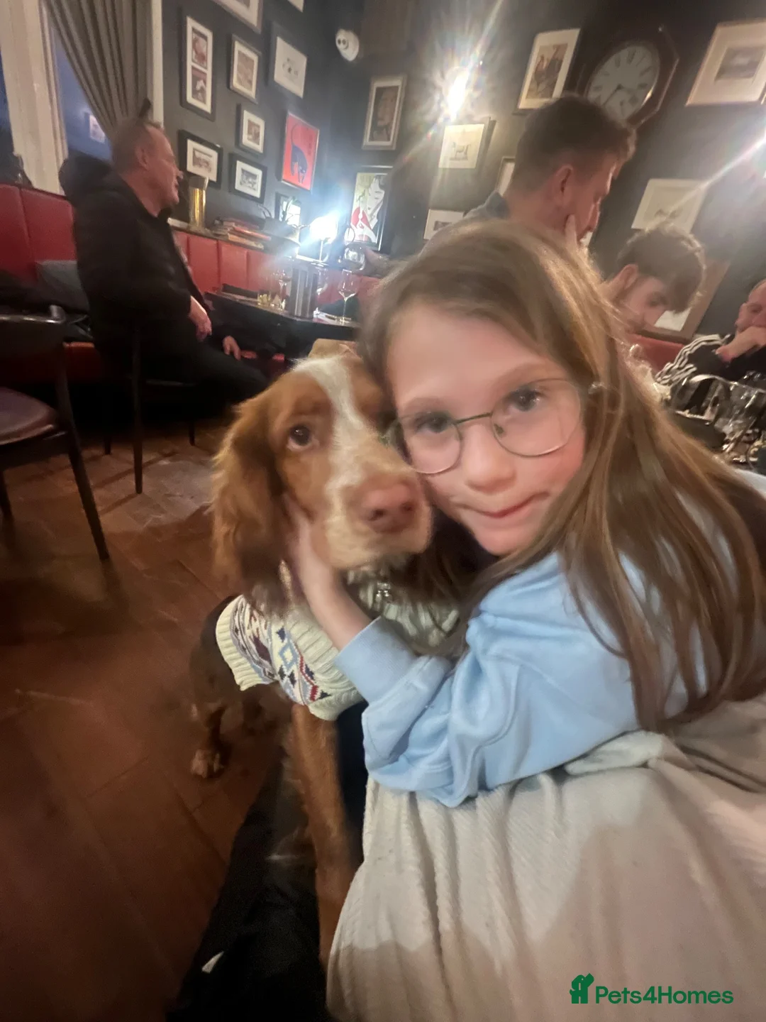 Cocker Spaniel dogs for sale: Mylo 14 month old working cocker - Advert 5