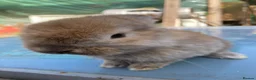 French Lop rabbits for sale: French Lop Bunnies in London - Advert 8