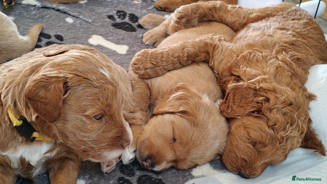 Mixed Breed dogs for sale: ✨Health Tested Australian Labradoodles ✨ - Image 17