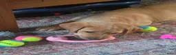 Labrador Retriever dogs for sale: 9 week old bitch for sale. - Advert 7