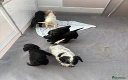 Cocker Spaniel dogs for sale: Show cocker spaniel puppies - Image 4