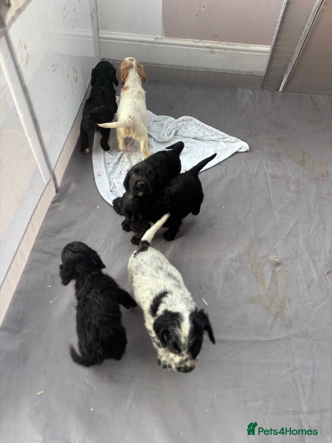 Cocker Spaniel dogs for sale: Show cocker spaniel puppies - Image 4