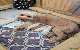 Cockapoo dogs for sale: Stunning cockapoo puppies - Image 4