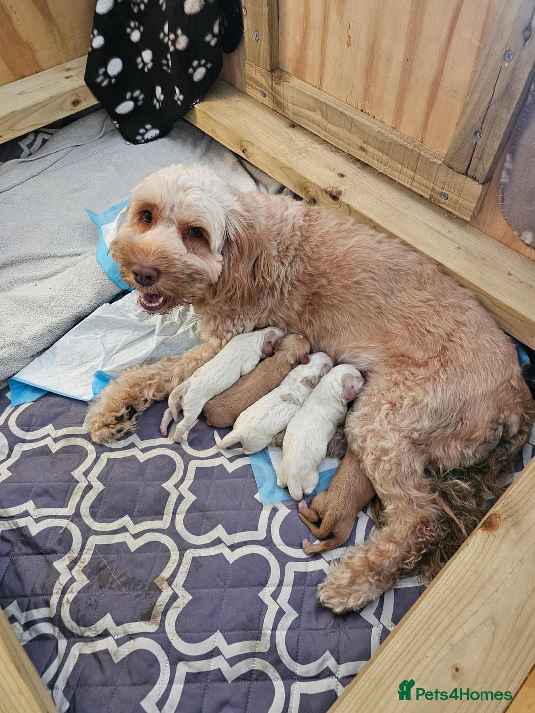 Cockapoo dogs for sale: Stunning cockapoo puppies - Image 4