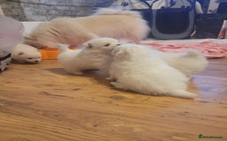 Pomeranian dogs for sale: white pom puppies - Image 2