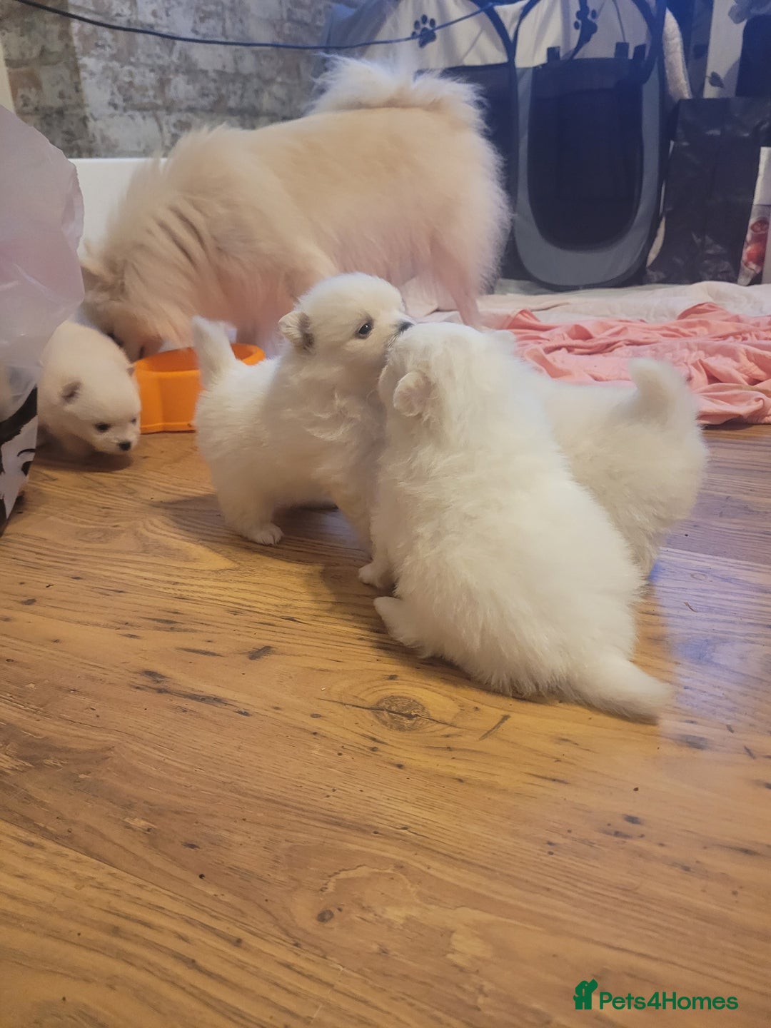 Pomeranian dogs for sale: white pom puppies - Image 2