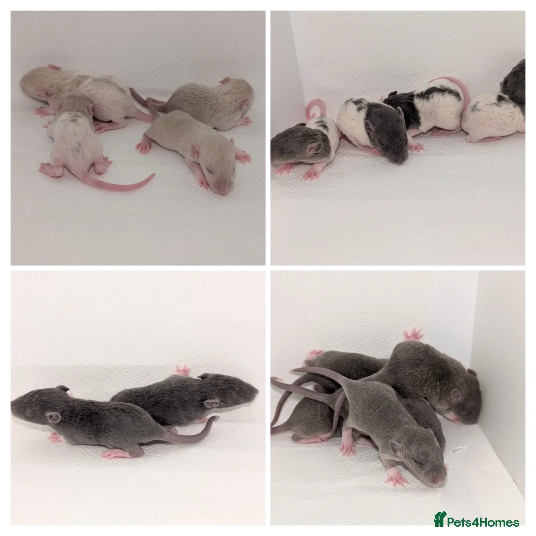 Rat rodents for sale: Beautiful rex babys - Advert 3