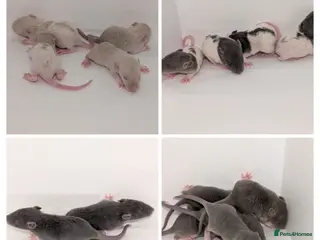 Rat rodents Waiting list - Advert 7