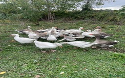Geese poultry for sale: Mixed Flock Of Geese For Sale - Image 1