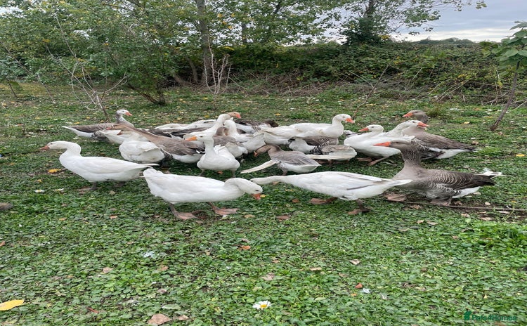 Geese poultry - Advert 1