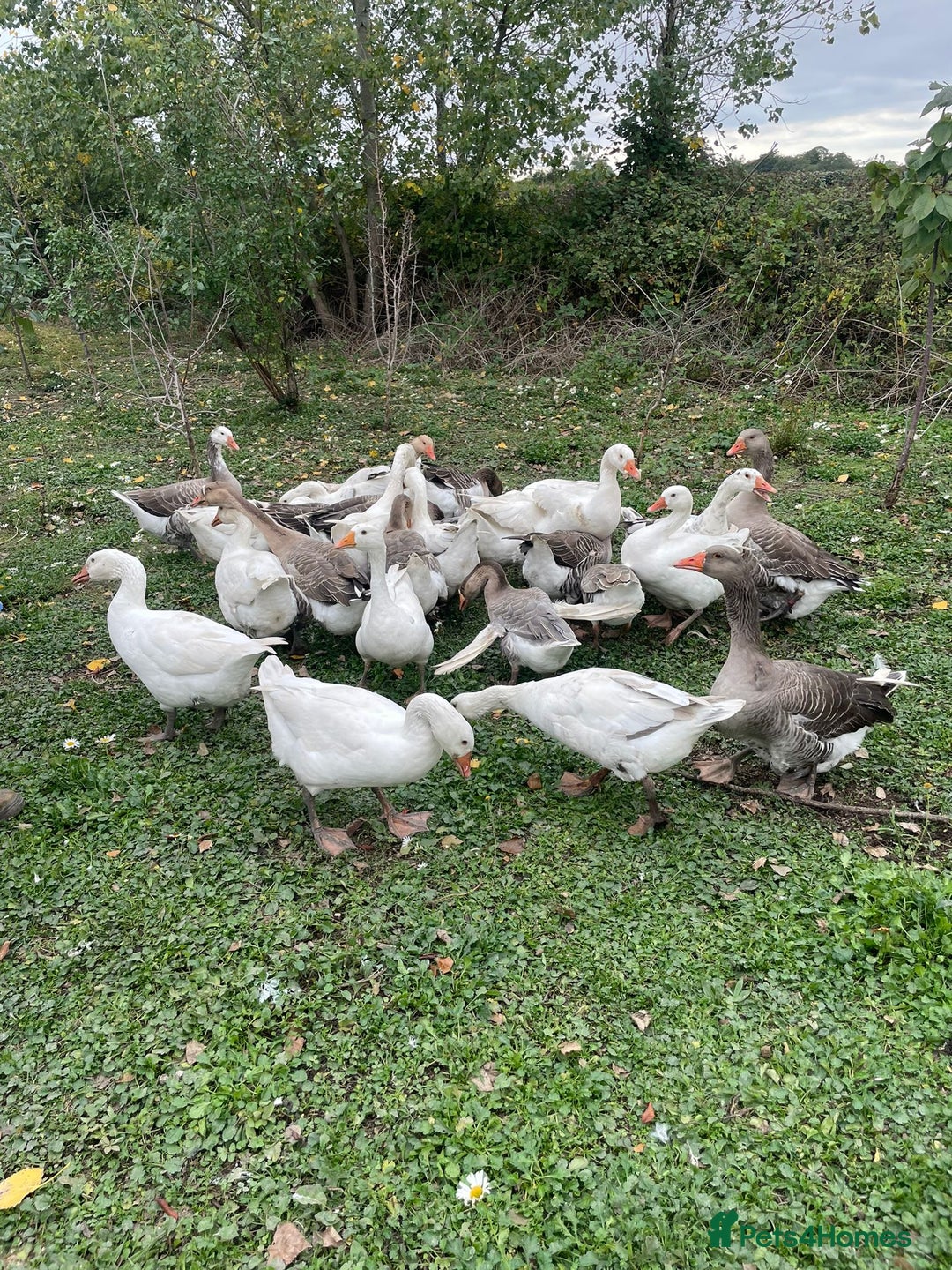 Geese poultry for sale: Mixed Flock Of Geese For Sale - Image 1