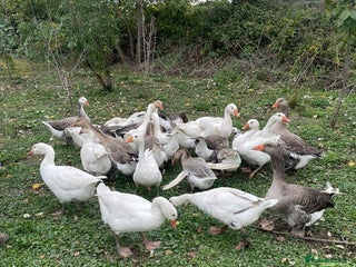 Geese poultry - Advert 5