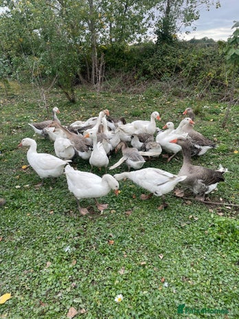 Geese poultry - Advert 1