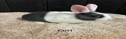 Mini Lop rabbits for sale: Stunning bunnies  - Advert 3