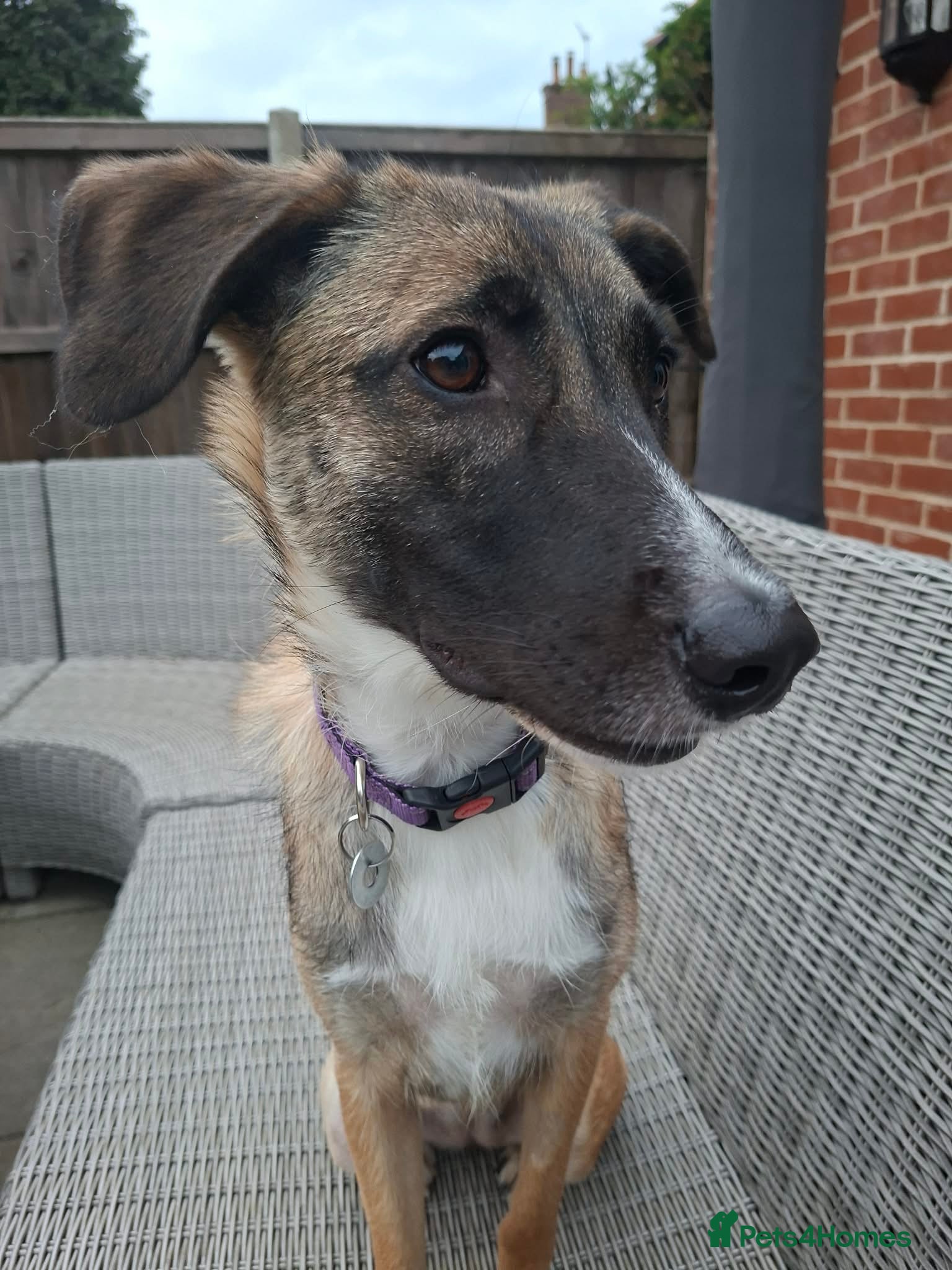 Mixed Breed dogs for adoption: Rox - north Walsham Norfolk  in North Walsham - Advert 1