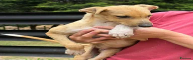 Lurcher 1
